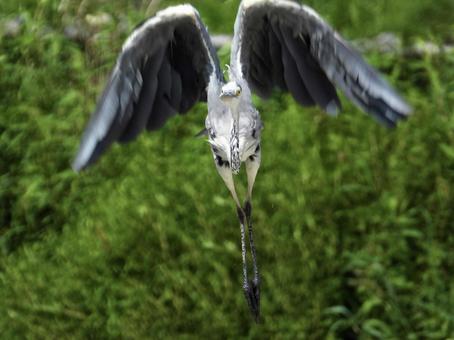 飛び立つアオサギ 飛び立つアオサギの写真