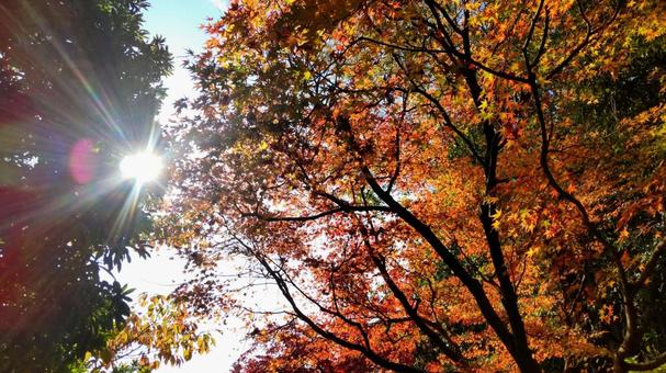 紅葉、陽光 紅葉、陽光の写真