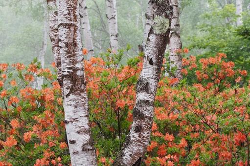 Misty birch forest and rhododendrons, JPG Misty birch forest and rhododendrons, JPG