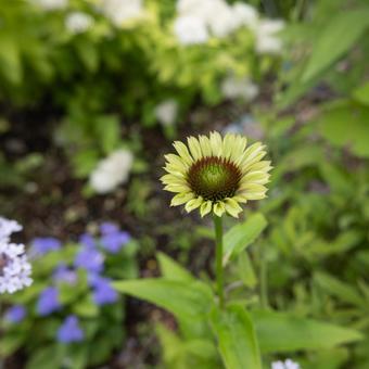 花写真 エキナセア 花写真 エキナセアの写真