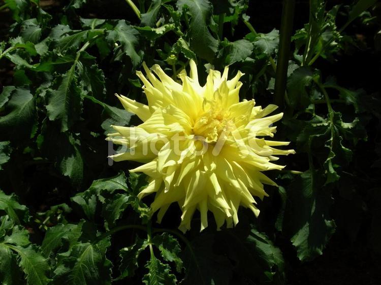 花壇に咲く黄色いトゲトゲ花びらのダリア ダリア,花,植物の写真素材