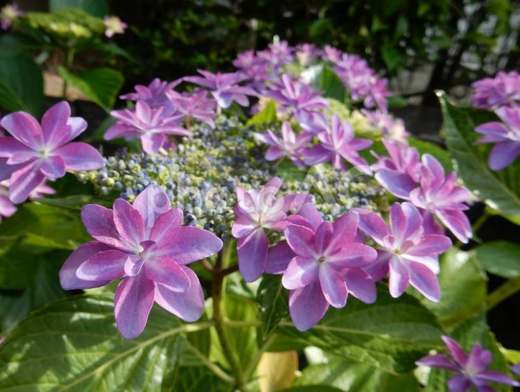 【花の写真】紫陽花の花 【花の写真】紫陽花の花 紫陽花,アジサイ,あじさいの写真素材