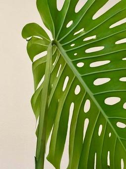 観葉植物 観葉植物の写真