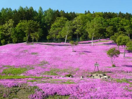 芝桜公園 芝桜,芝桜公園,北海道の写真素材