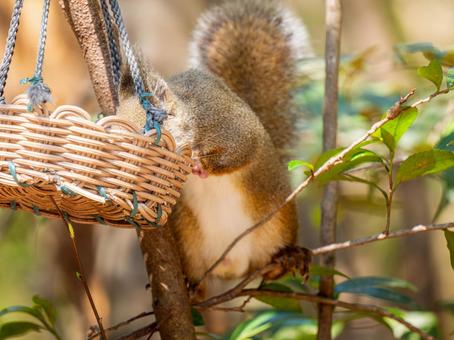 餌を食べるニホンリス 餌を食べるニホンリスの写真