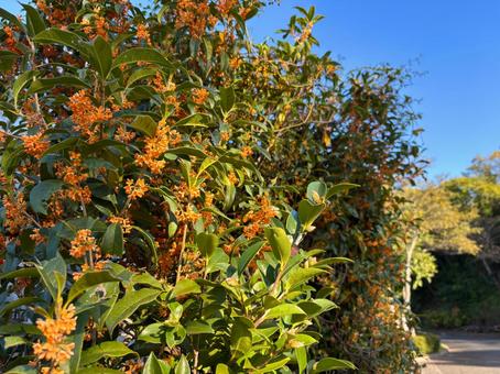 キンモクセイ2 きんもくせい,葉っぱ,オレンジの写真素材