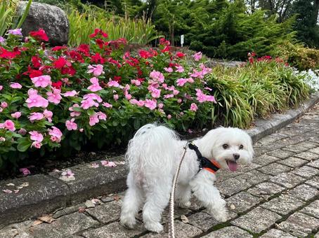 犬の散歩 犬,マルチーズ,花壇の写真素材