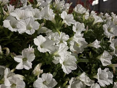 花 ペチュニア 花 ペチュニア 花,夜,自然の写真素材
