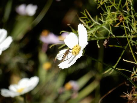 【花の写真】コスモス（秋桜） コスモス,秋桜,自然の写真素材