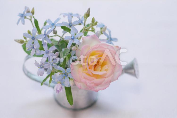 薔薇とブルースターのアレンジ２ 10月,11月,4月の写真素材
