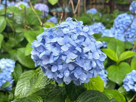 御池ブルー 御池ブルー あじさい,雨,風景の写真素材