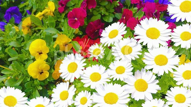 ヒナギクとビオラ 花,白い花,赤い花の写真素材