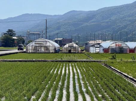 夏の青空と田んぼ　福井県 青葉,町外れ,稲作の写真素材