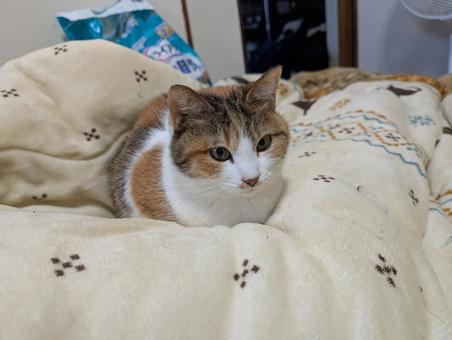 愛猫 ペット,猫,動物の写真素材