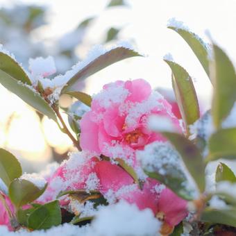 Camellia and snow, JPG Camellia and snow, JPG