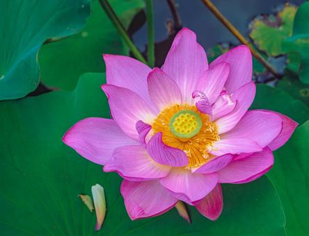 ハスの花7 ハスの花7の写真