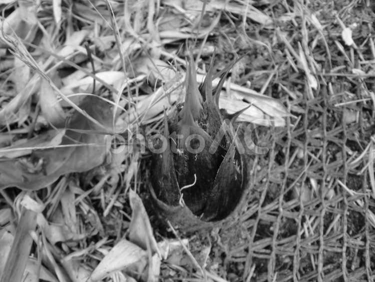 モノクロ写真のタケノコ タケノコ,モノクロ写真,春の写真素材