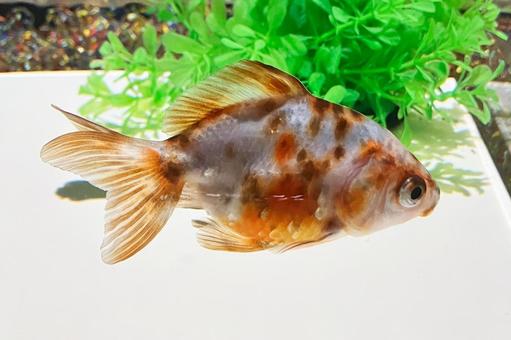 金魚 金魚 金魚,水,水面の写真素材