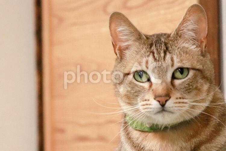 凛々しい顔の猫 可愛い,猫,肖像画の写真素材