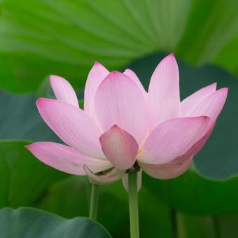 上尾沼の古代蓮 上尾沼の古代蓮 ハスの花,古代蓮,ピンクの写真素材