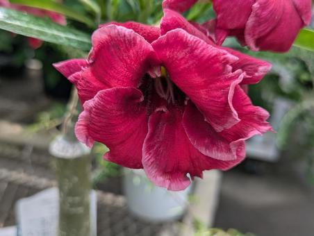 Photo, adenium, roses in the sky, flower, 