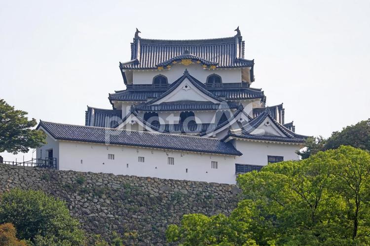 彦根城　天守閣 彦根城,金亀城,彦根の写真素材