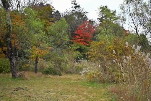 紅葉 紅葉,秋,箱根の写真素材