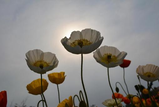 Poppy from below, JPG Poppy from below, JPG