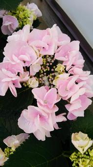 紫陽花 紫陽花,花,6月の写真素材