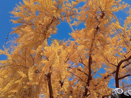 難宗寺の銀杏 銀杏,秋,風景の写真素材