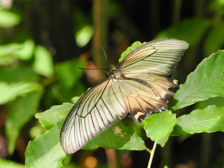 ジャコウアゲハ ジャコウアゲハ,蝶,飛翔の写真素材