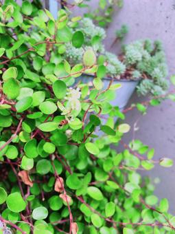 ワイヤープランツ ワイヤープランツの写真