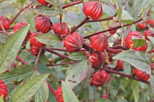 ローゼルの実 ローゼルの実の写真
