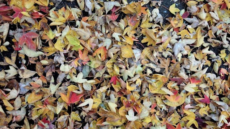 落ち葉　紅葉　冬の路面 冬,積もっている,紅葉の写真素材
