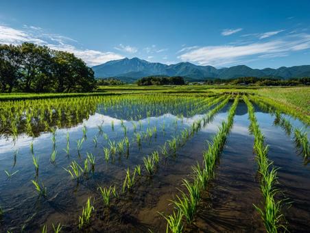 田舎の田んぼ 田舎の田んぼの写真