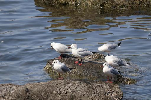 海の岩の上に5羽のカモメがいる風景 海の岩の上に5羽のカモメがいる風景 海,岩,上の写真素材