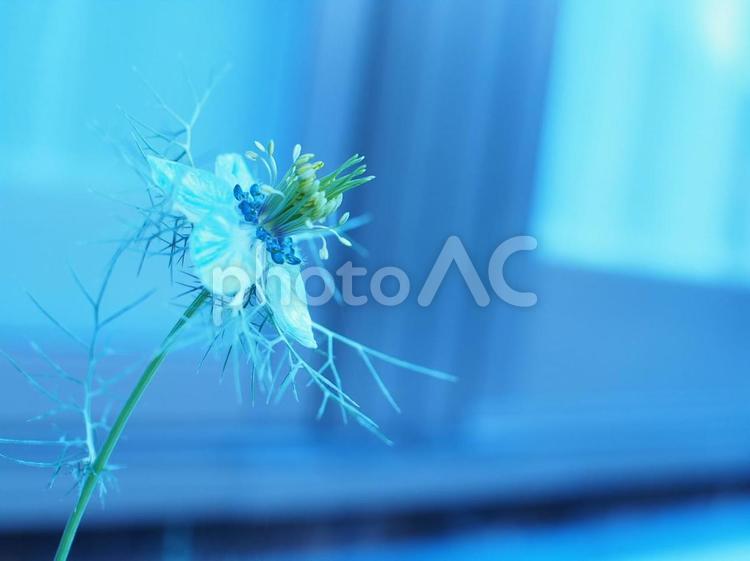 ぽつんと咲く青い花 花,植物,青の写真素材