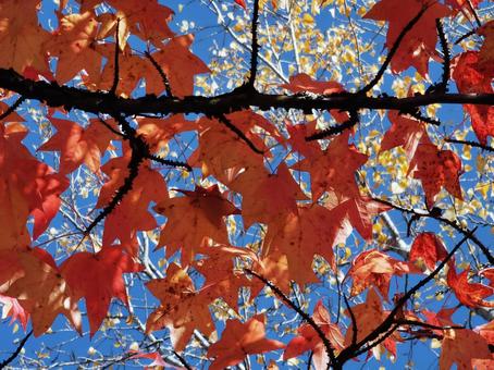 紅葉 紅葉の写真
