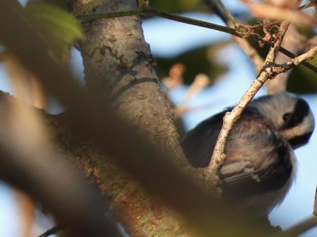 近所の小川で撮ったエナガ 近所の小川で撮ったエナガ エナガ,鳥,野鳥の写真素材