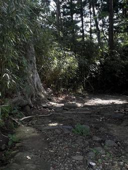 山道(宮城・鹽竈神社七曲坂) 山道(宮城・鹽竈神社七曲坂)の写真