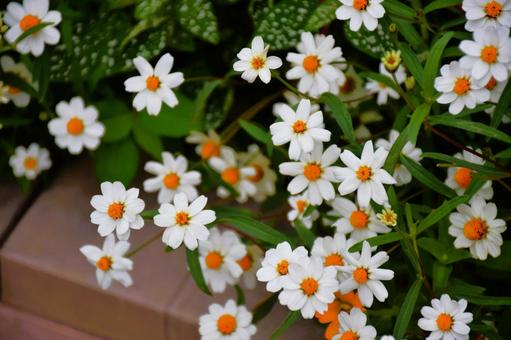 白花 白花の写真