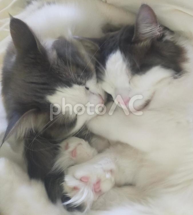 猫　仲良し　 猫,眠る,スヤスヤの写真素材