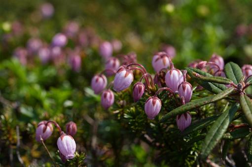 Ezonotsugazakura (Alpine plant), JPG