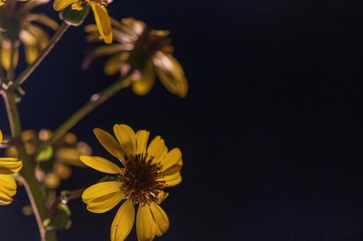 黄色い花のアップ１ 花,黄色,アップの写真素材