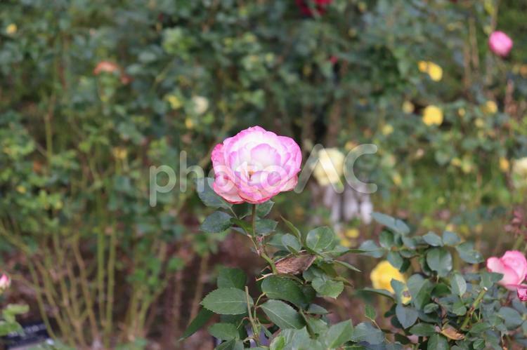 ドイツ生まれのピンクの薔薇、ニコール 薔薇,花,植物の写真素材