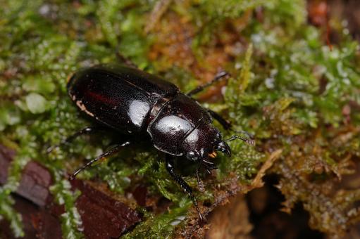 ヤクシマオニクワガタ ヤクシマオニクワガタ,オニクワガタ,クワガタの写真素材
