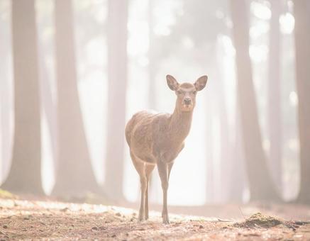 森の中で出会った鹿 森の中で出会った鹿の写真