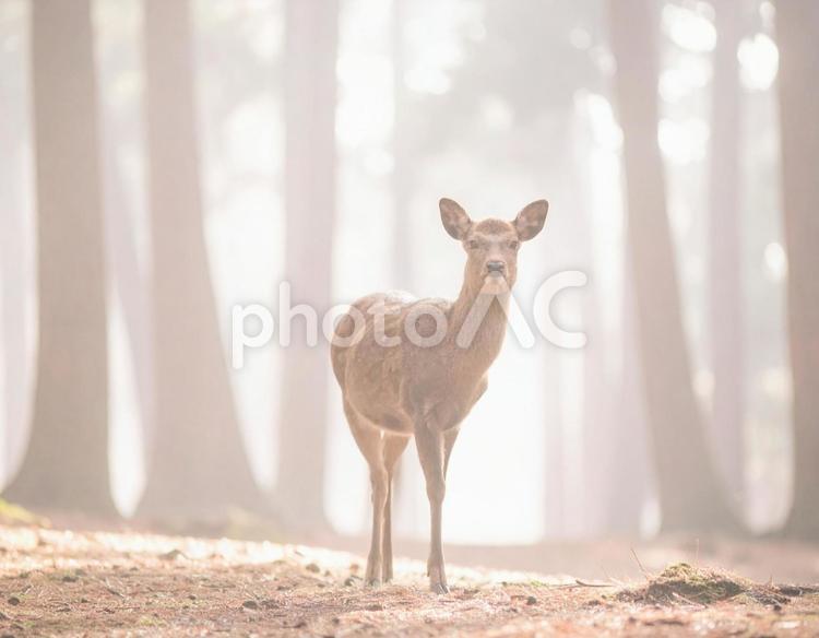 森の中で出会った鹿 鹿,シカ,ニホンジカの写真素材