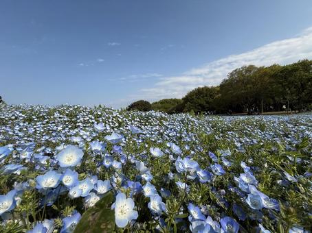 ネモフィラ 自然,ネモフィラ,花の写真素材
