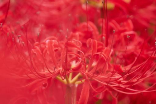 画面いっぱいの彼岸花の花のアップ 画面いっぱいの彼岸花の花のアップの写真